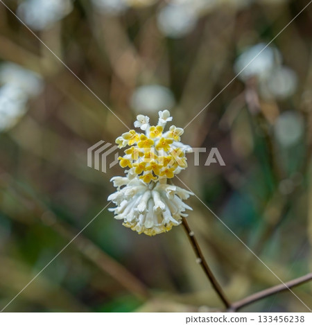 盛開的三俁花 133456238