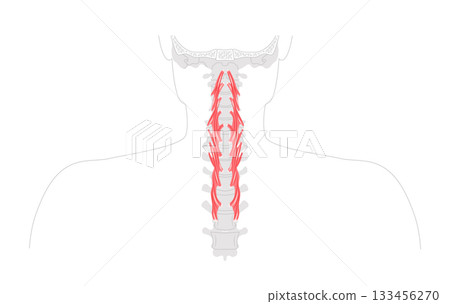 Longus colli - Deep cervical muscle depicted in anatomy, flexes neck and assists rotation, essential for spine  133456270