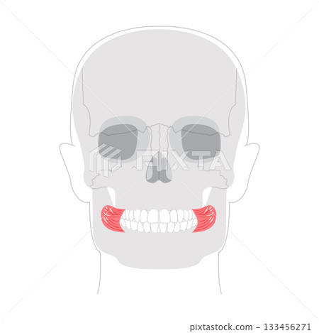 Buccinator - Human cheek muscle in anatomy chart, aids in mastication by compressing the cheeks, important for 133456271