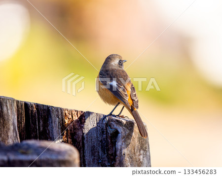 雄性達烏爾紅尾鴝棲息在樹樁上 133456283