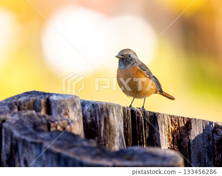 Male Daurian Redstart perched on a stump 133456286