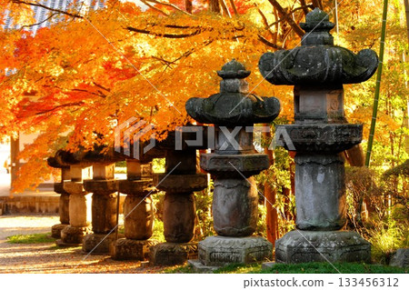 日本的秋天：色彩鮮豔的楓葉和通往神社的石燈籠排列在道路兩旁。 133456312