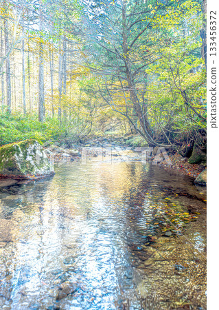 Autumn sunlight filtering through the trees reflected in a clear stream Autumn sunlight filtering through the trees reflected in a clear stream 133456372