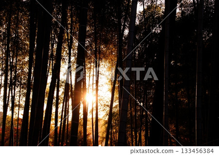 夕陽照耀下的竹林 夕陽照耀下的竹林 133456384