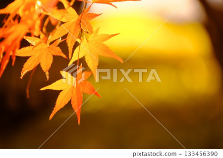 Yellow maple leaves dyed in the sunset 133456390