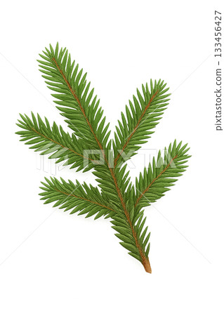Fir branch cutouts | Christmas and winter decoration images 133456427
