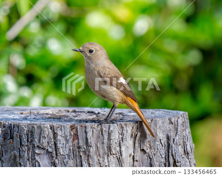 一隻雌性達烏爾紅尾鴝棲息在樹樁上 133456465