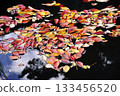 Fallen cherry blossom leaves scattered in the moat pond 133456520
