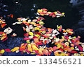 Fallen cherry blossom leaves scattered in the moat pond 133456521