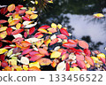 Fallen cherry blossom leaves scattered in the moat pond 133456522