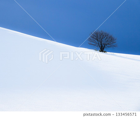 隆冬時節，北海道美瑤市一座白雪皚皚的山坡上，一棵孤零零的樹靜靜地佇立著。 133456571