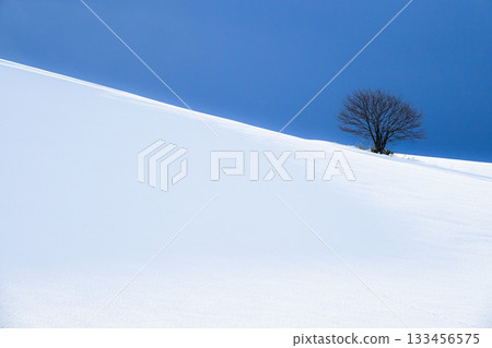 A single tree stands quietly on a snowy hill in Biei, Hokkaido, in the middle of winter. 133456575