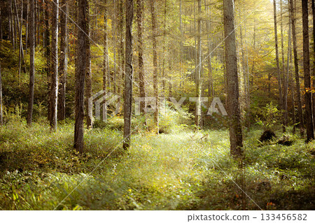陽光透過樹葉灑落在落葉林中。 133456582