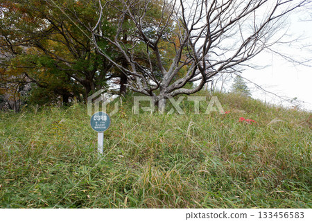 Chiba Prefecture Ryukakuji Tomb Group, Tomb No. 63 133456583