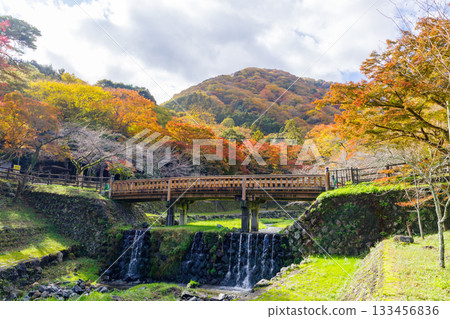 Autumn leaves at Yoro Park (Gifu Prefecture) 133456836