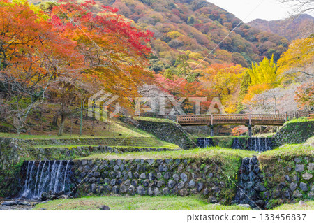 Autumn leaves at Yoro Park (Gifu Prefecture) 133456837
