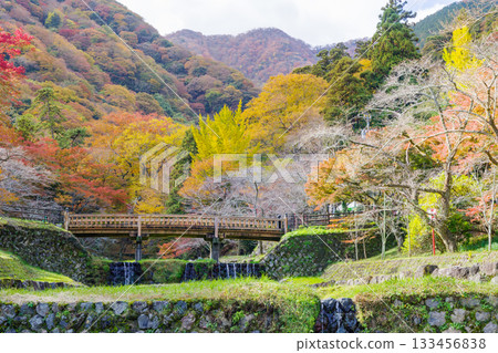 Autumn leaves at Yoro Park (Gifu Prefecture) 133456838
