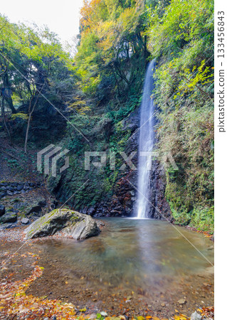 Yoro Falls in autumn (Gifu Prefecture) 133456843