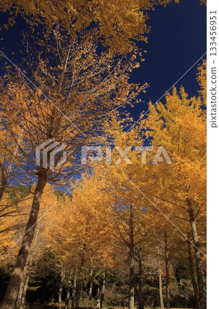 Ginkgo Forest at Takano Observatory, Kumakogen Town, Ehime Prefecture 133456951