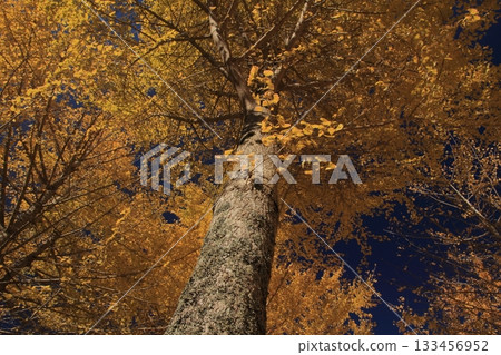 Ginkgo Forest at Takano Observatory, Kumakogen Town, Ehime Prefecture 133456952
