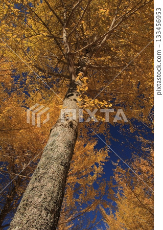 Ginkgo Forest at Takano Observatory, Kumakogen Town, Ehime Prefecture Ginkgo Forest at Takano Observatory, Kumakogen Town, Ehime Prefecture 133456953