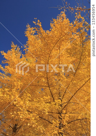 Ginkgo Forest at Takano Observatory, Kumakogen Town, Ehime Prefecture 133456954