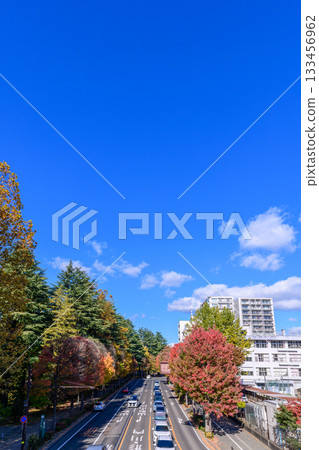 Sendai Nishikoen-dori in Autumn 133456962
