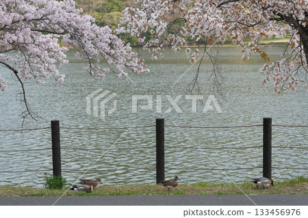 Hirosawa Pond and a procession of ducks in spring Hirosawa Pond and a procession of ducks in spring 133456976