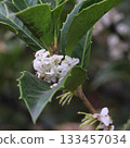 Ginmokusei 133457034