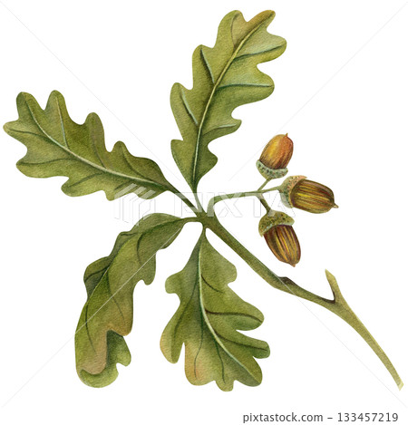 Acorns on the branch watercolor illustration. Hand drawn realistic oak tree brown nut element on the branch. Isolated on white background 133457219