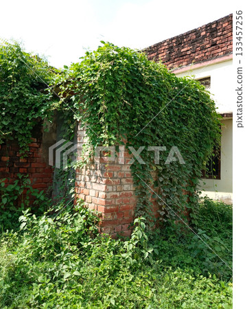 Abandoned old building covered with wild tropical plants. creeper plant over toilet room Abandoned old building covered with wild tropical plants. creeper plant over toilet room 133457256