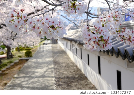 Cherry blossoms bloom in spring at Shoryuji Castle Park 133457277