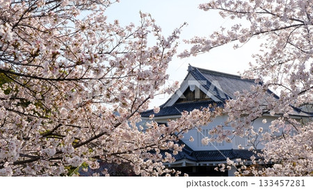 Cherry blossoms bloom in spring at Shoryuji Castle Park Cherry blossoms bloom in spring at Shoryuji Castle Park 133457281