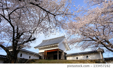 Cherry blossoms bloom in spring at Shoryuji Castle Park 133457282