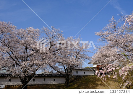 Cherry blossoms bloom in spring at Shoryuji Castle Park 133457284