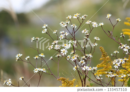 Pretty little white flowers in the field Pretty little white flowers in the field 133457310
