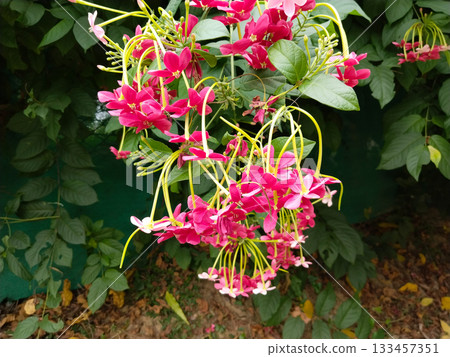 Combretum Indicum. Small Red Flowers 133457351