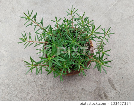 portulaca plant growing in clay bowl pot. beautiful plant and plants 133457354