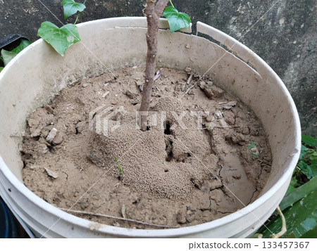 Ant's Hill with plant and spherical cone consists of soil and potting soil digging from the plant pot Ant's Hill with plant and spherical cone consists of soil and potting soil digging from the plant pot 133457367