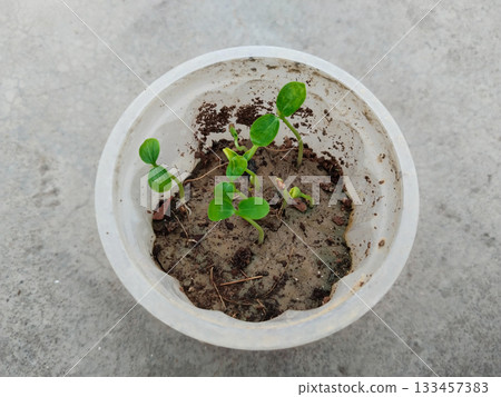 papaya small plant growing in disposal glass. Papaya seedlings in the garden waiting to be planted papaya small plant growing in disposal glass. Papaya seedlings in the garden waiting to be planted 133457383