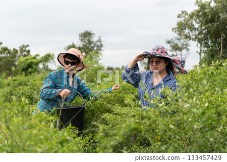 Two LGBTQ friends harvesting fresh chili peppers in a Thai garden. They wear protective hats and casual clothes, enjoying teamwork and nature in a peaceful outdoor setting under the sun. Two LGBTQ friends harvesting fresh chili peppers in a Thai garden. They wear protective hats and casual clothes, enjoying teamwork and nature in a peaceful outdoor setting under the sun. 133457429
