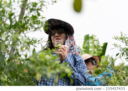 Two LGBTQ friends in Thailand, collecting freshly grown chili peppers in the garden. They are enjoying the moment together, dressed in casual outfits with hats, surrounded by a lush green environment. Two LGBTQ friends in Thailand, collecting freshly grown chili peppers in the garden. They are enjoying the moment together, dressed in casual outfits with hats, surrounded by a lush green environment. 133457433