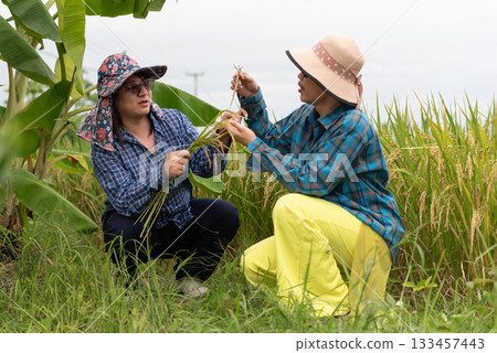 Two LGBTQ friends enjoying their time in a rice field in Thailand, dressed in plaid shirts. They are harvesting rice together, sharing a moment of connection and joy in the lush landscape. 133457443