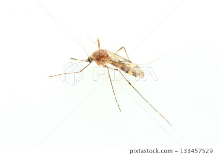 淡色瘧蚊(雌性) 淡色瘧蚊(雌性) 133457529
