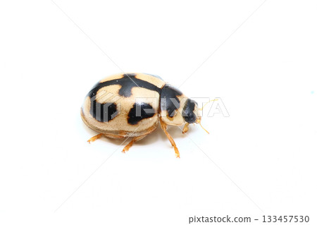 Hime Turtle 133457530