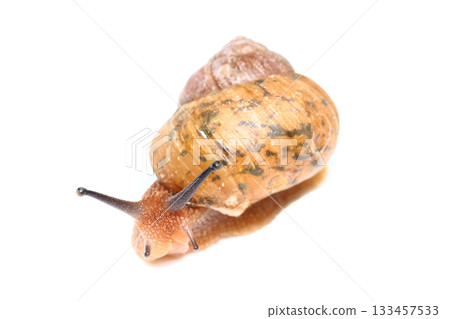 Usukawamai snail seen from the front Usukawamai snail seen from the front 133457533