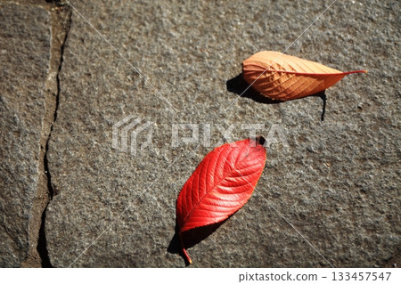 Fallen leaves on the road in the city Fallen leaves on the road in the city 133457547