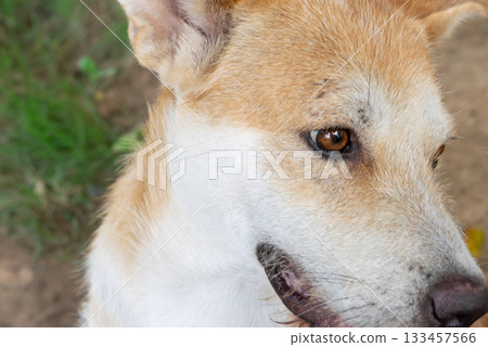 Thai brown stray dog playing with joy and happy 133457566