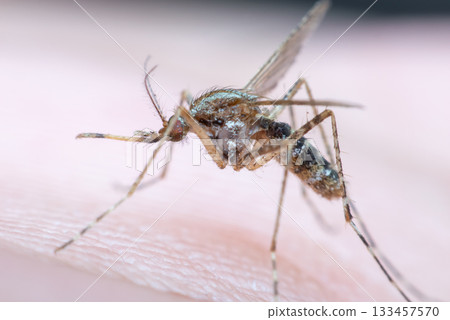 Macro of mosquito (Aedes aegypti) sucking blood Macro of mosquito (Aedes aegypti) sucking blood 133457570