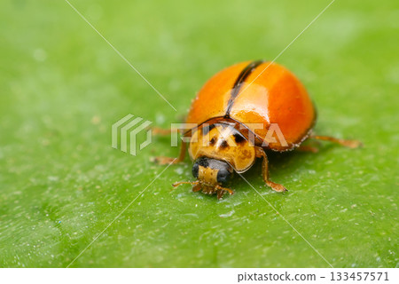Macro of bug insect (Ladybug) on leaf in nature 133457571